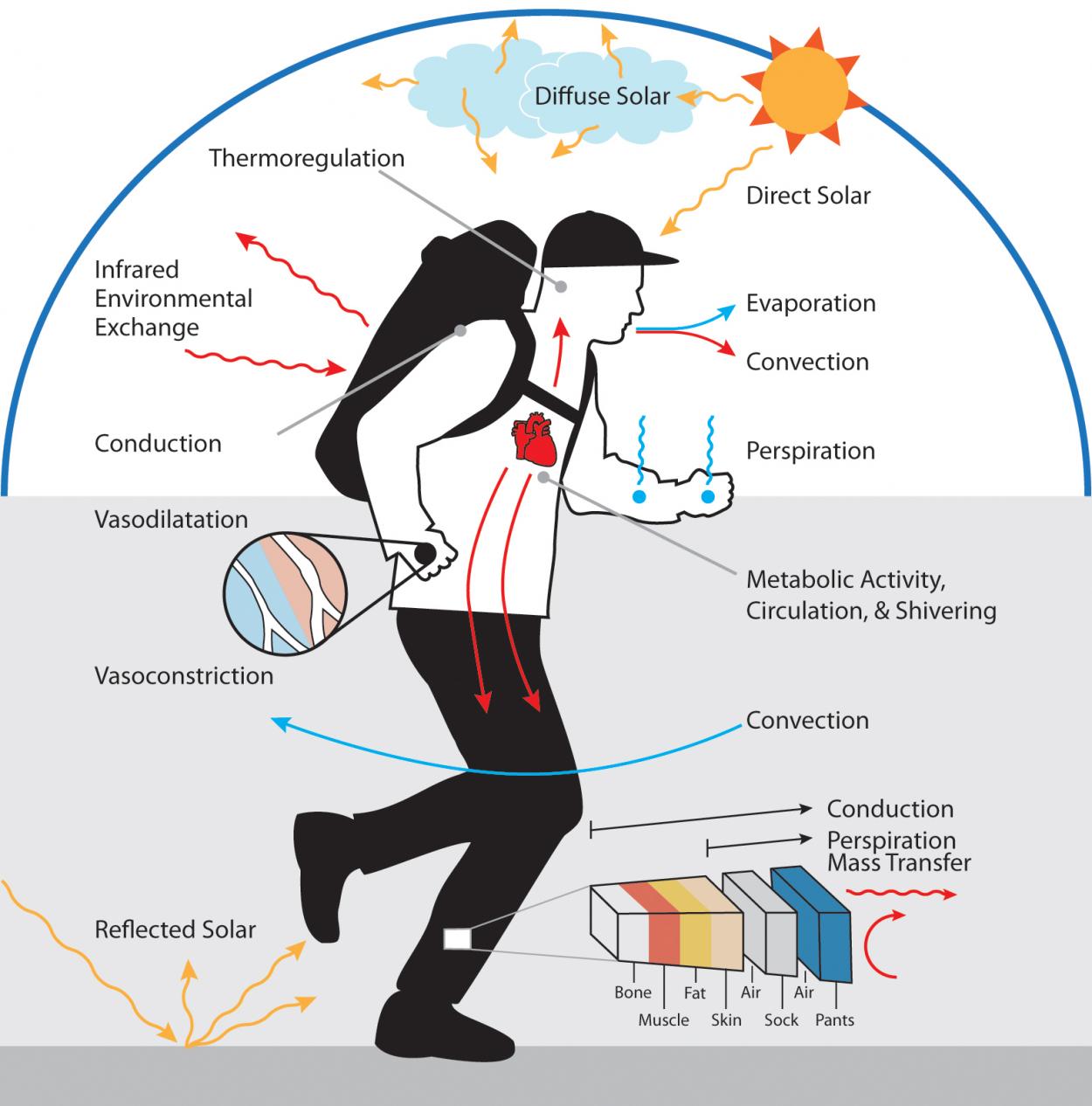 illustration of human thermal technology environmental and metabolic activity